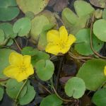 Deep Water Aquatic Plants