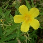 Invasive Plant Species