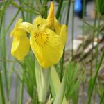 Marginal Water Plants