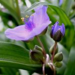 Moisture Loving Plants